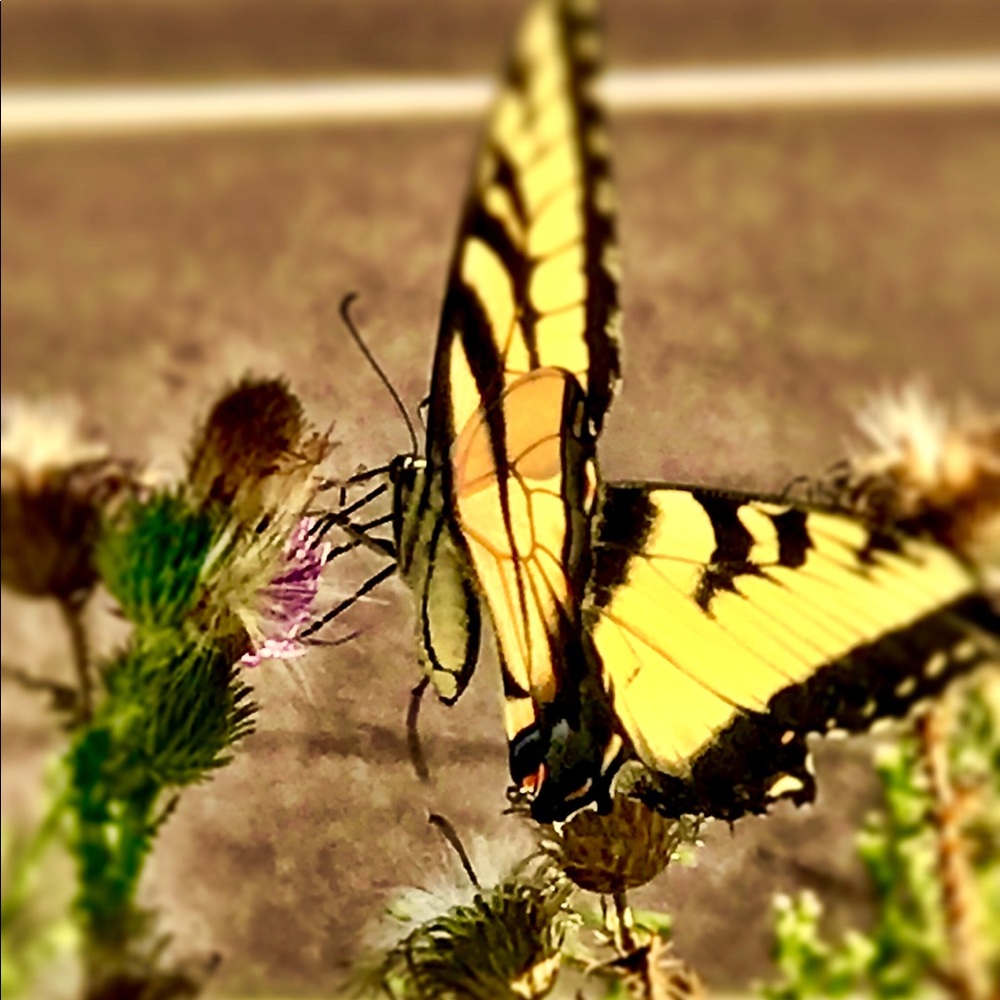 Photo Decor by me ..SJaneDiana Photography